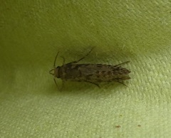 Lindera tessellatella