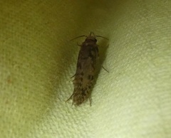 Lindera tessellatella