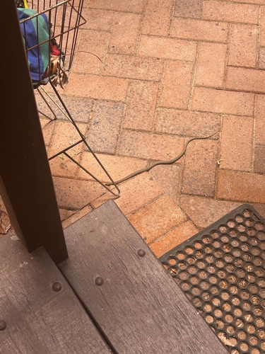 Yellow-faced Whipsnake sighting