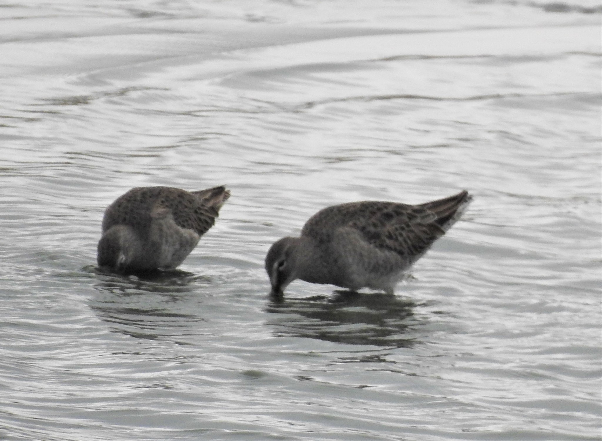 Long-billed Dowitcher