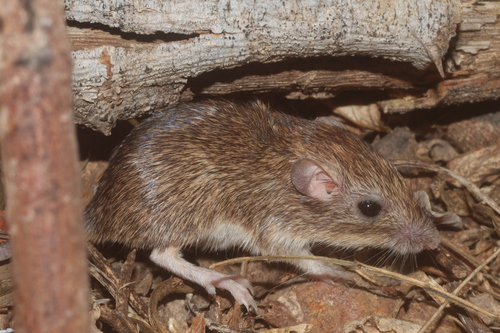 Southern Sinaloan Pocket Mouse (Chaetodipus pernix)