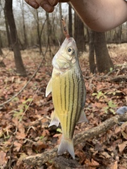 Morone mississippiensis