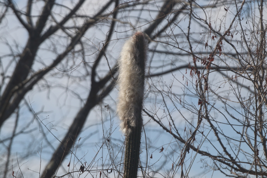 Pilosocereus purpusii; photograph (c) Juan Cruzado Cortés, some rights reserved (CC BY)