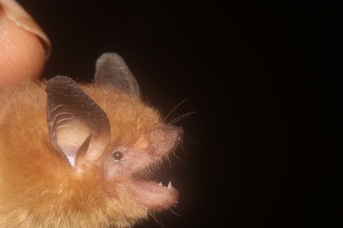 Northern Little Yellow Bat (Rhogeessa parvula)