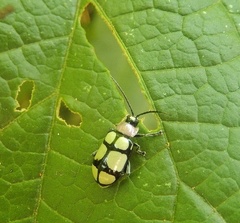 Omophoita octoguttata