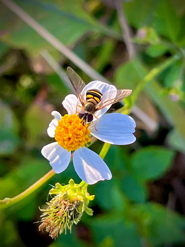 Unknown species found near Bonaventure Rd, Savannah, GA, US