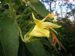 Siphocampylus giganteus