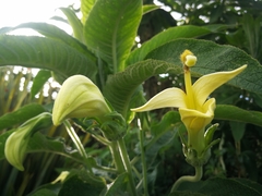 Siphocampylus giganteus