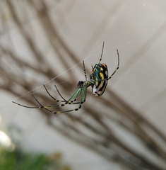 Leucauge