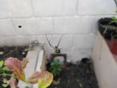 Leucauge