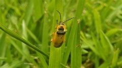 Chauliognathus flavipes