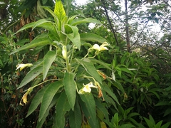 Siphocampylus giganteus