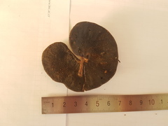 Enterolobium schomburgkii