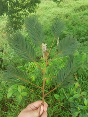 Enterolobium schomburgkii