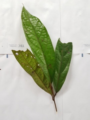 Ocotea atlantica