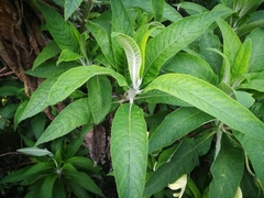 Siphocampylus giganteus