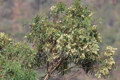 Narrow-leaved Red Ironbark (Eucalyptus crebra)