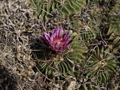 Echinofossulocactus lamellosus