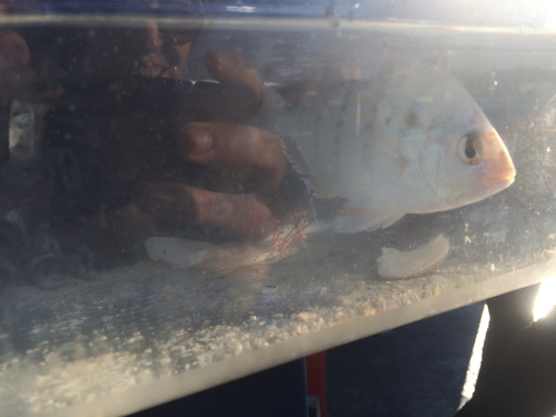 Lagodon rhomboides