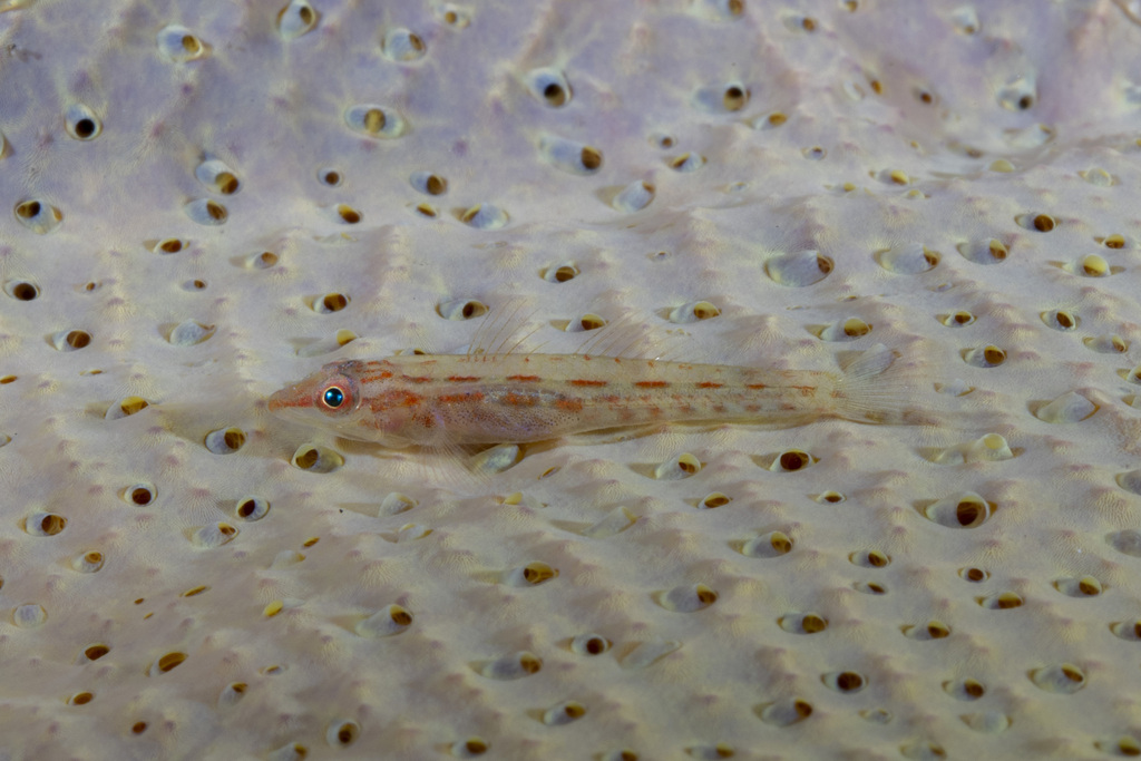Slender Spongegoby