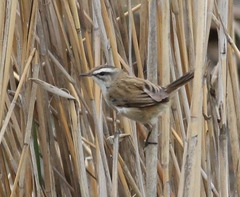 Acrocephalus melanopogon