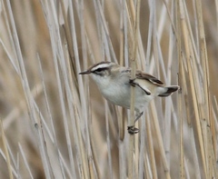 Acrocephalus melanopogon