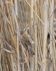 Acrocephalus melanopogon