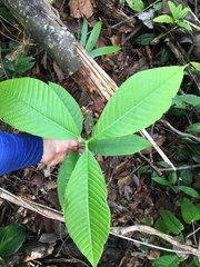 Couma macrocarpa