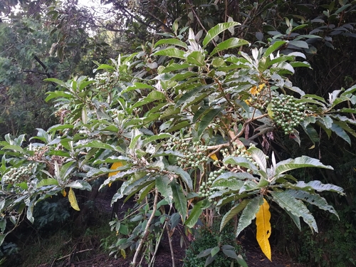 Solanum venosum