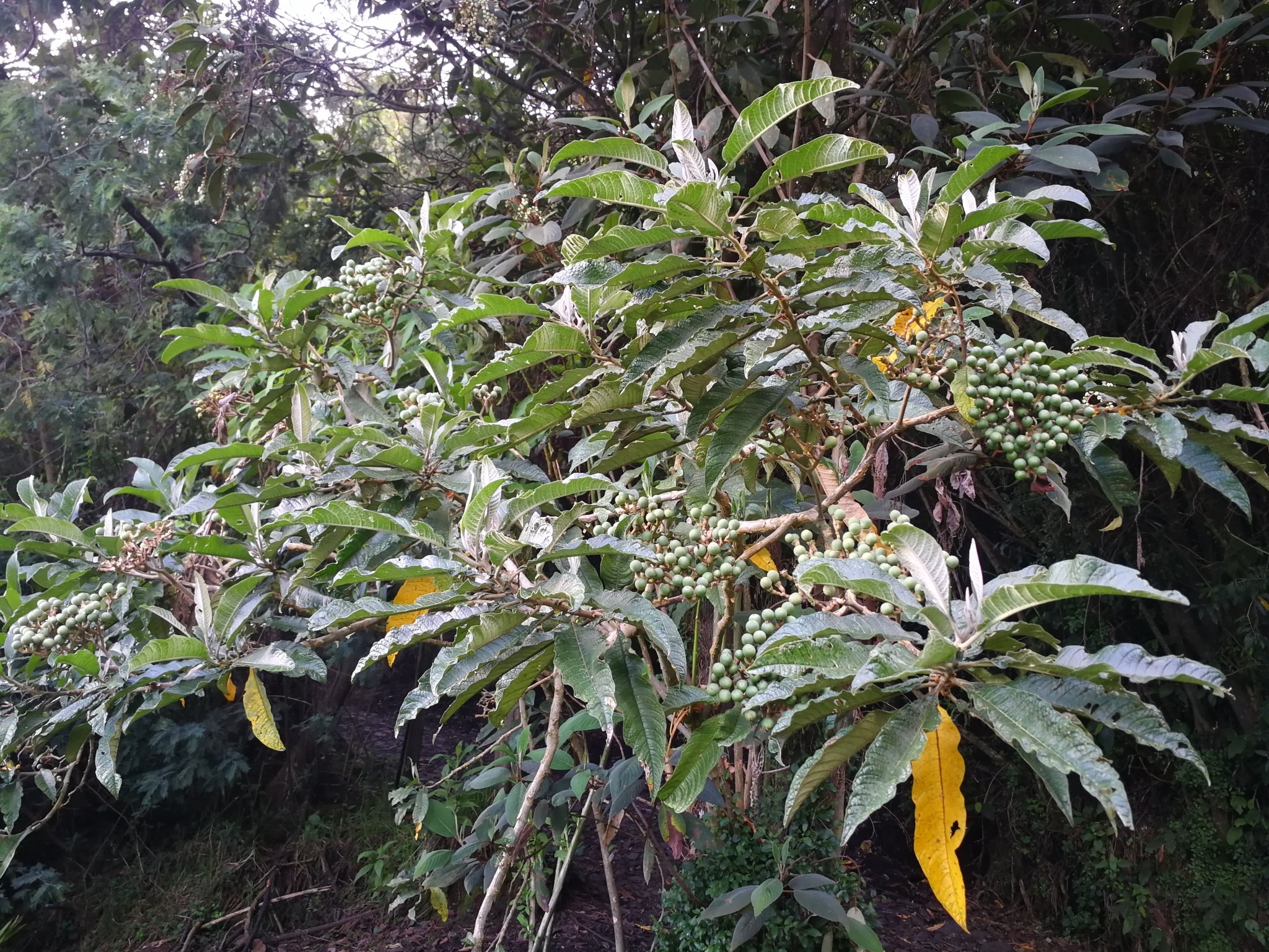 Solanum venosum