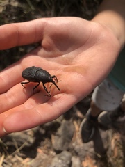 Trigonotarsus calandroides