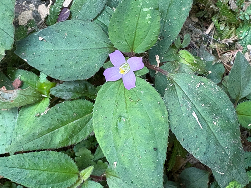Persian violet melastome (Sarcopyramis napalensis)
