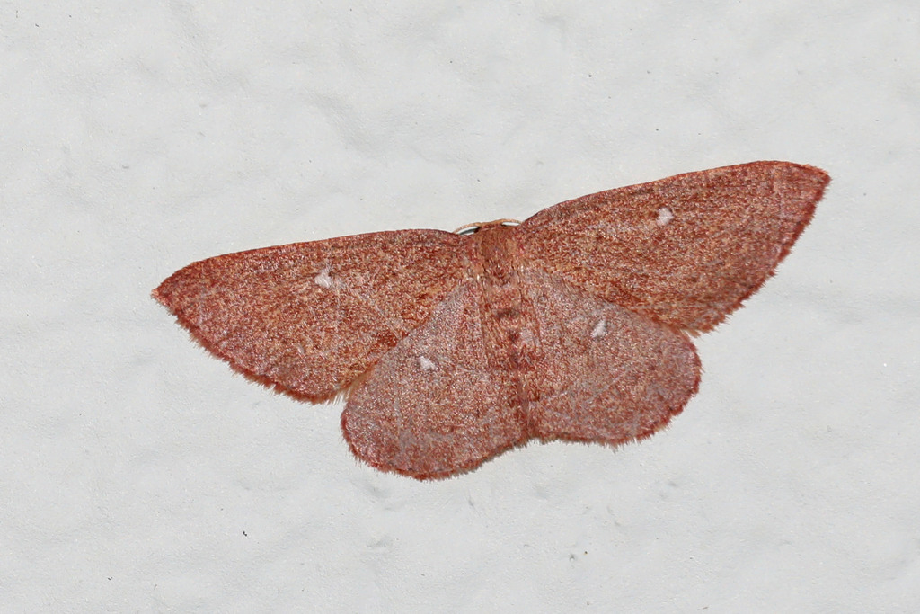 Cyclophora azorensis