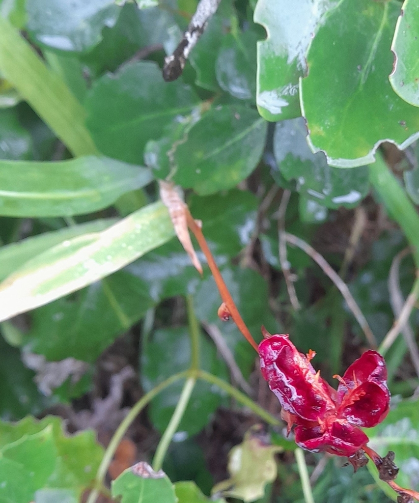 Chasmanthe aethiopica, Goose Marsh Trail, Plettenberg Bay, 6600, South Africa, by anibotani
