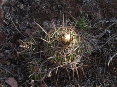 Echinofossulocactus lamellosus