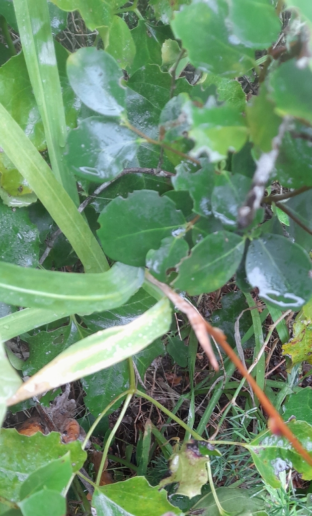 Chasmanthe aethiopica, Goose Marsh Trail, Plettenberg Bay, 6600, South Africa, by anibotani