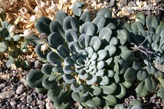 Gamocarpha scapigera