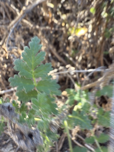 iNaturalist observation photo of branching phacelia
