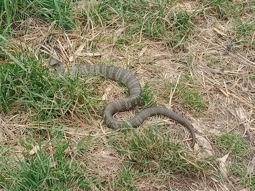 Tiger Snake sighting