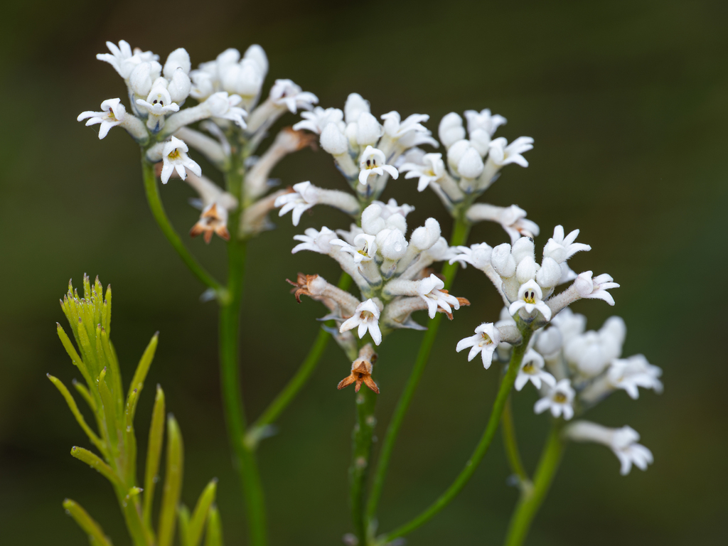 Conospermum ericifolium