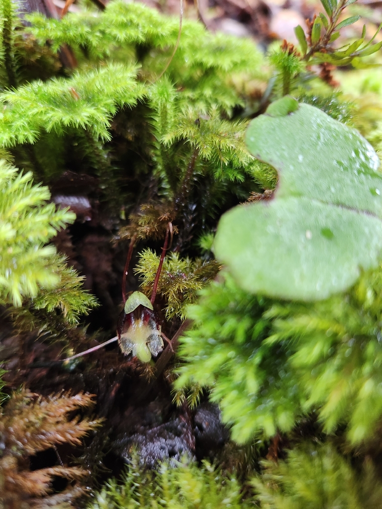 Corybas hypogaeus