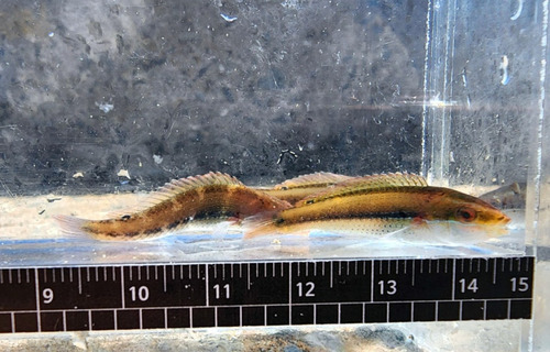 Cutribbon wrasse (Stethojulis terina) — Labridae — 2