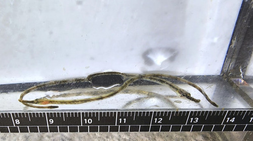 Pacific pipefish (Syngnathus schlegeli) — Syngnathidae — 4