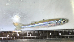 Cobalt Silverside photo 4