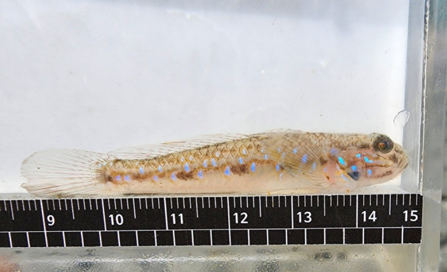 Pale goby (Acentrogobius pellidebilis) — Gobiidae
