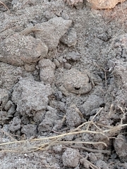 Uperoleia laevigata