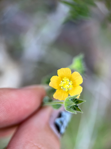 Anoda palmata (Anoda palmata)