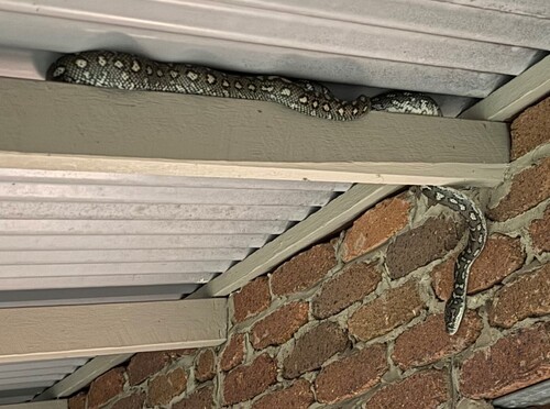 Coastal Carpet Python sighting