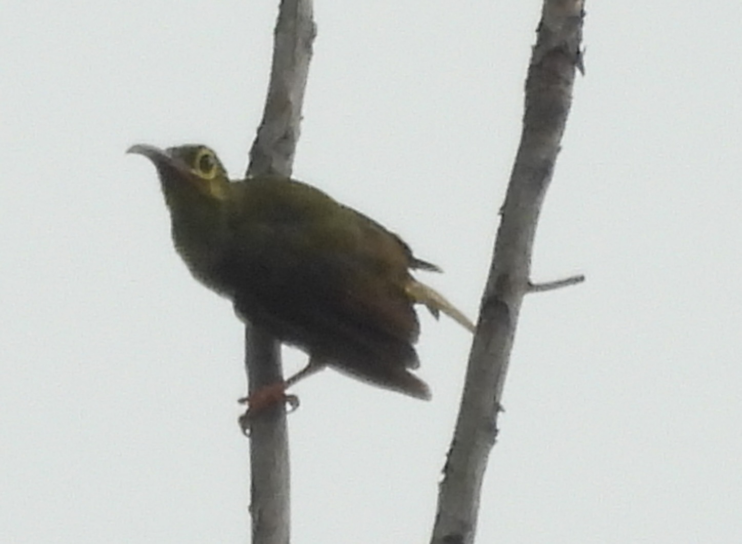 Spectacled Spiderhunter (Arachnothera flavigaster), photo 4