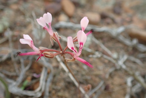 Saron storksbill (Pelargonium saronense)